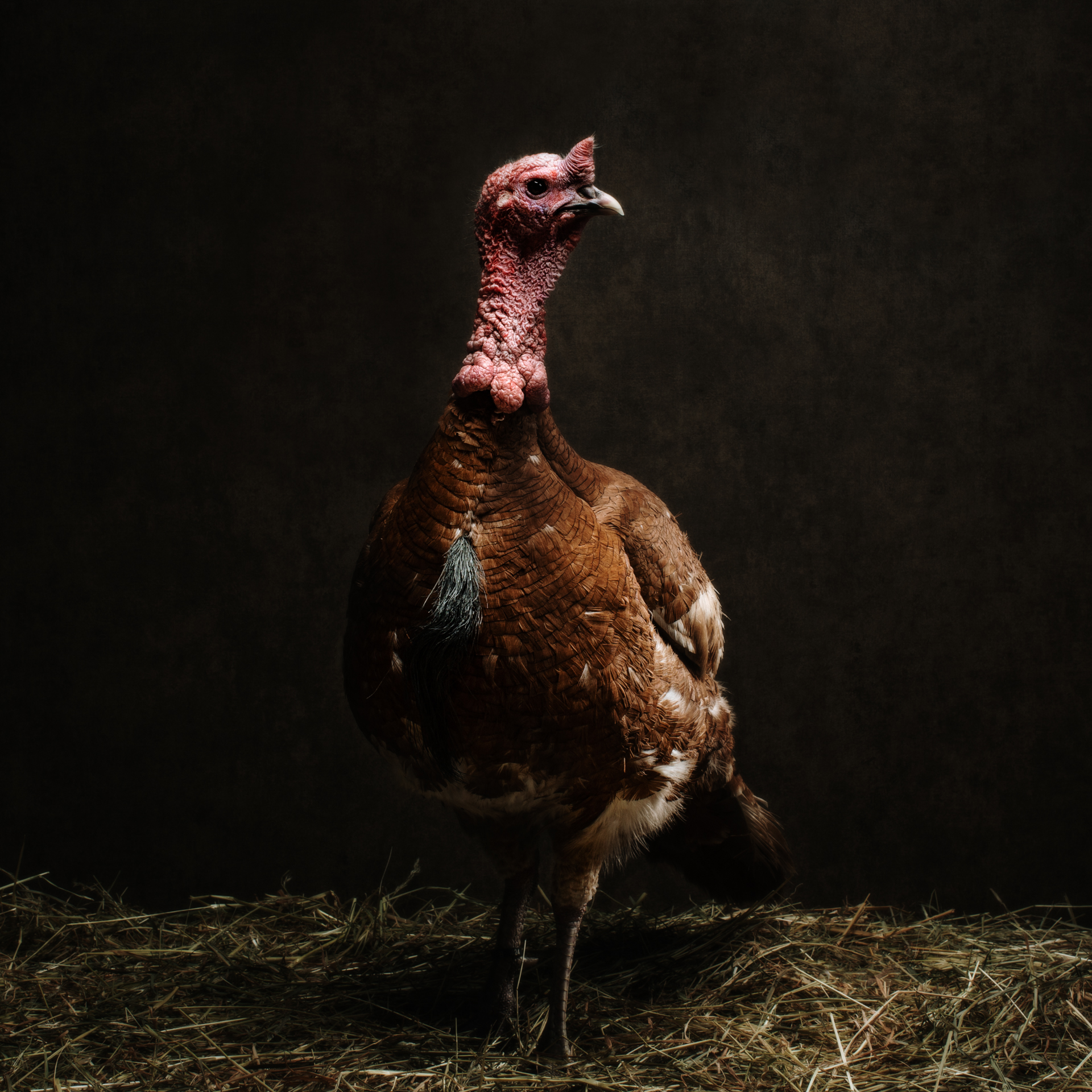 Photographie en studio de différentes volailles au style majestueux par Quentin Pruvost