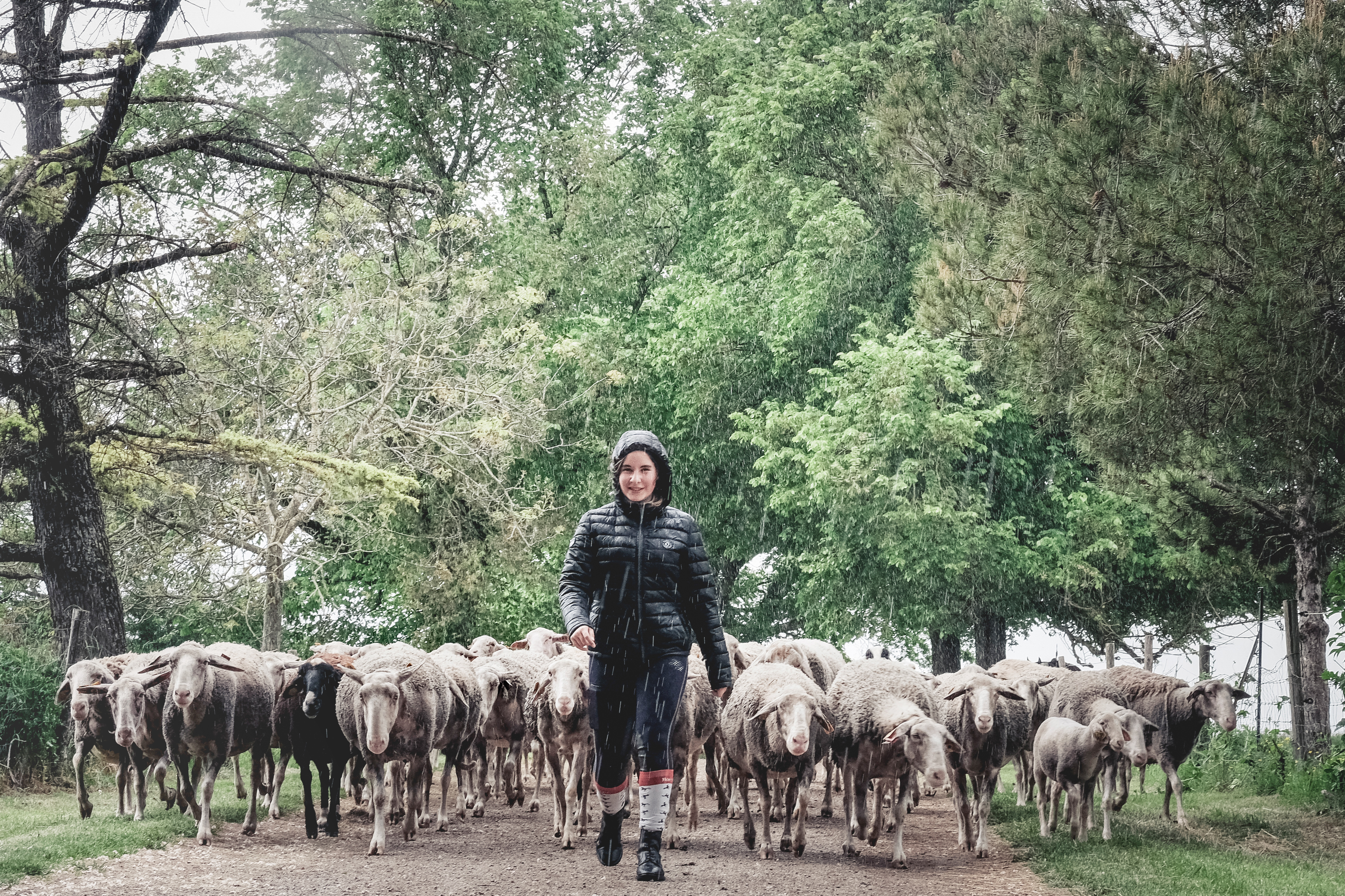 La cadette suivie de ces brebis dans la bergerie familiale Cazes Haut, Midi Pyrénées par Klara Beck