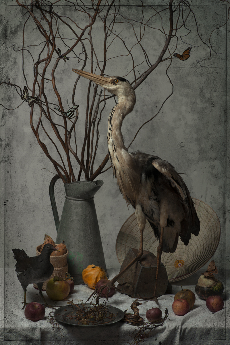 Mise en scène d'oiseaux et de natures mortes comme un conte photographique par Nicolas Wilmouth
