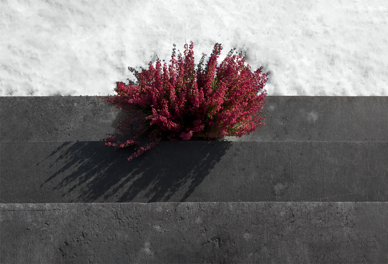 Coupe des blocs de savon, dans l'atelier de Cyril, savonnier à Boeschèpe dans le Nord de la France. La savonnerie des Flandres. Photographie de Nadège Fagoo (Light Motiv)