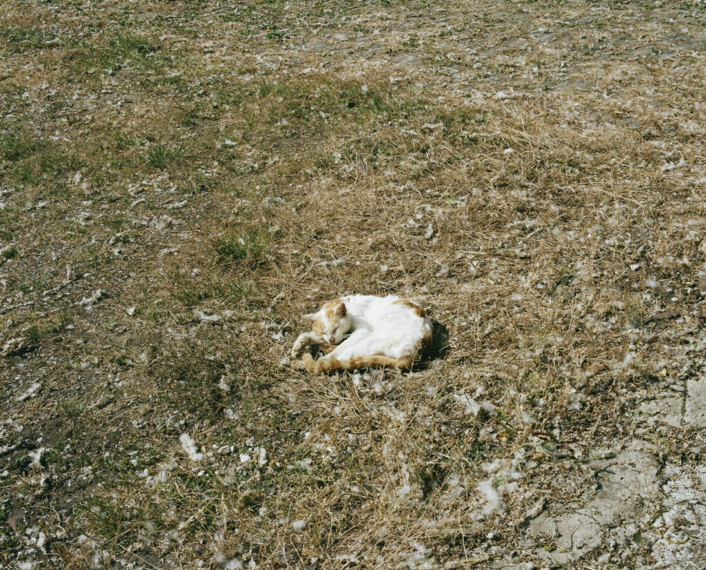Photographie de Zélie Hallosserie / Light Motiv, issue de la série intitulé Jean Marie, représentant un chat blanc et roux couché sur un terrain d'herbes séchées et recouverts de ce qui ressemble à du pollen, dans l'intention de capturer les moments de vie de Jean Marie.