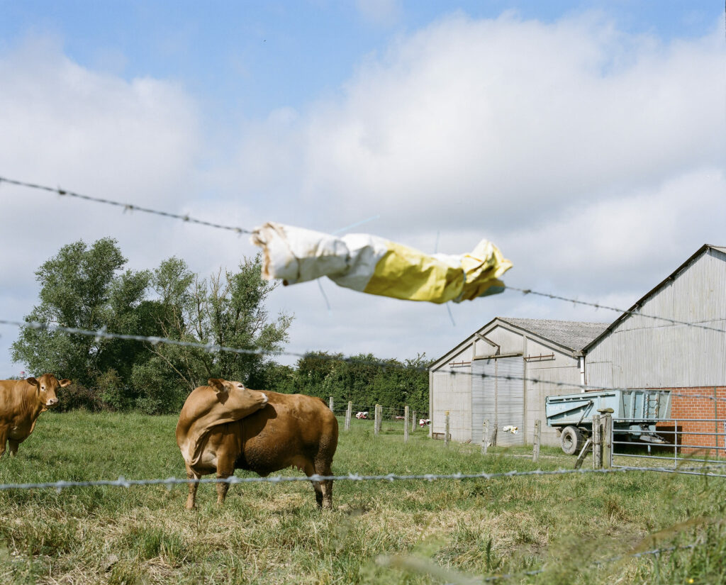 Photographie de Zélie Hallosserie / Light Motiv, issue de la série intitulé Jean Marie, représentant un enclos de vaches dont deux marrons figurent derrière des barbelés recouvert d'un tissus blanc et jaune sur une petite partie avec en arrière plan un bâtiment, dans l'intention de capturer les moments de vie de Jean Marie.